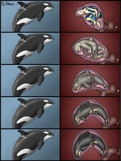 The Big ImageBoard (TBIB) - animal cetacean dolorcin female 