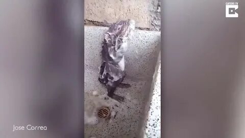 Rat taking a shower - YouTube
