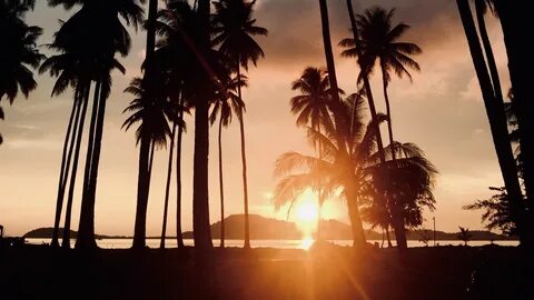 Palm trees, sunset, tropics, sunlight, trees picture, photo,