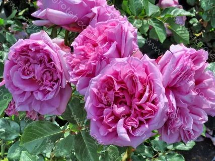 Роза Помпадур - Розы Дельбар - Розы - Растения - Интернет-ма