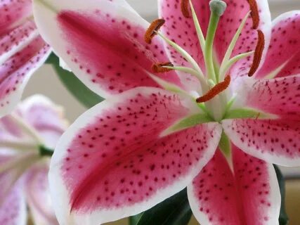 Stargazer Lily Wallpapers - Wallpaper Cave