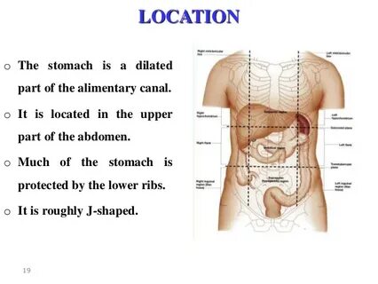 Where the stomach is located? ePosts Newspaper - find and br
