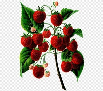 Red raspberry Food Fruit, raspberry, natural Foods, botany p