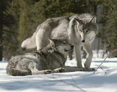 GRAY WOLVES IN SNOW Download HD Wallpapers and Free Images