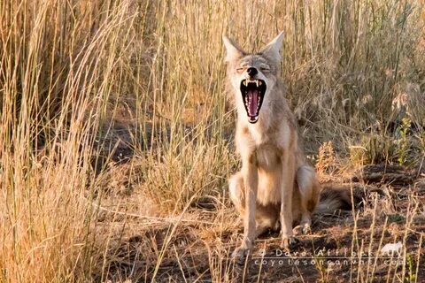 Coyotes Calling Coyotes, With Howls - Coyote Stuff