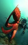Enteroctopus dofleini) Giant Octopus - Focoℓina de ℓa Torre 