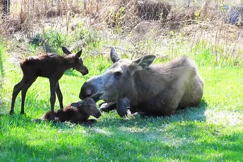 moose gives birth ⋆ Madly Odd!