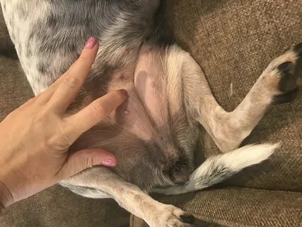 Why Are My Dog S Nipples Vulva Swollen Petcoach
