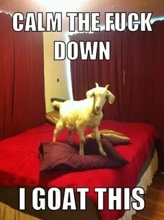 14 Goat Quotes For Every Occasion Goats funny, Goat quote, G
