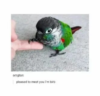 Pin on Birb memes