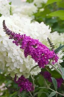 Miss Ruby Butterfly Bush Butterfly bush, Beautiful flowers, 