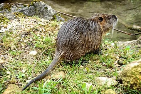 Beaver coypu nutria rodent free image download