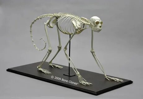 Black Spider Monkey skeleton replica by Bone Clones. ハ ヌ マ ン