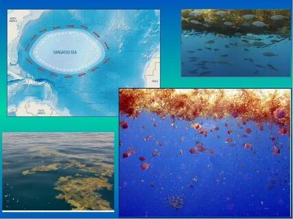 Части Мирового океана - презентация, доклад, проект скачать