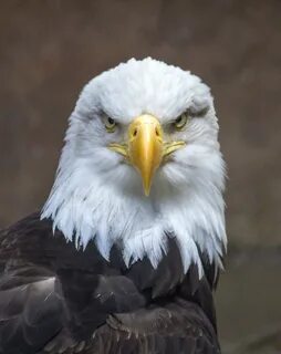 Bald eagle close-up free image download