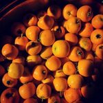 El tejocote, fruto del invierno mexicano - México Desconocid