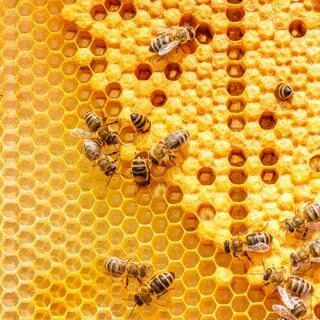 Скачать обои макро, насекомые, пчела, соты, пчелы, мёд, улей