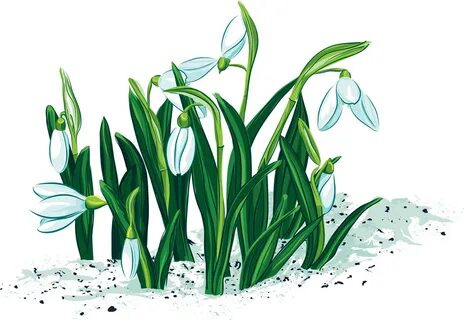spring background 227 Snowdrop plant, Clip art, Spring backg