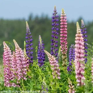 Garden Lupin - a selection of varieties seeds - Lupinus poly
