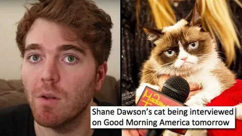 The funniest Shane Dawson cat memes will scar you for life -