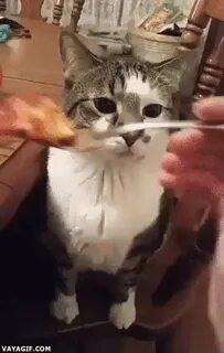 Bit of a late reaction. - Gif Funny Funny animals, Funny cat