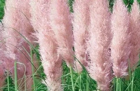 Трава pampasowa розовая rosea в горшках р9 купить с доставко