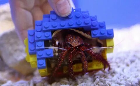 New lego home for Harry the hairy hermit crab Daily Mail Onl