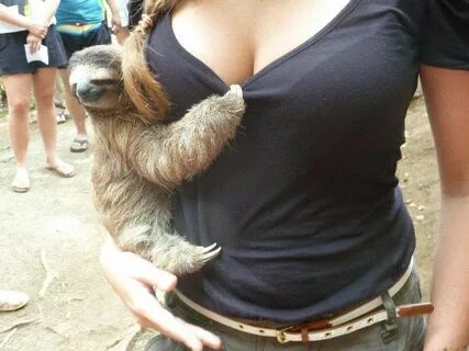 Imgur Funny animal pictures, Funny animals, Sloth