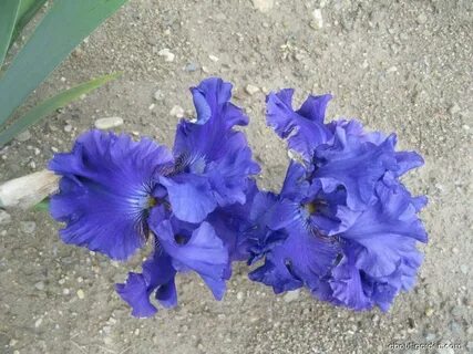 Iris barbata Indigo Princess About-garden.com