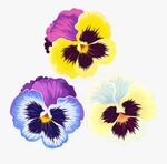 Violet-family - Pansy Clipart Png , Free Transparent Clipart