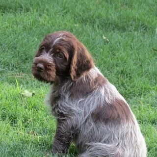 wirehaired pointer griffon and lab mix - Google Search Dog c