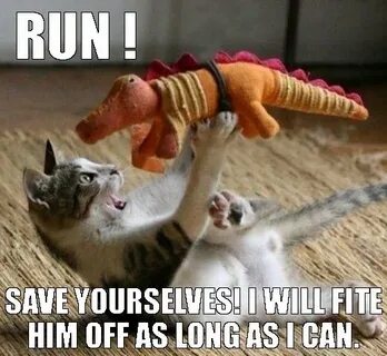 Take the Fresh Crazy Funny Cat Memes - Hilarious Pets Pictur