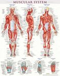 QuickStudy Muscular System Laminated Poster in 2022 Human mu