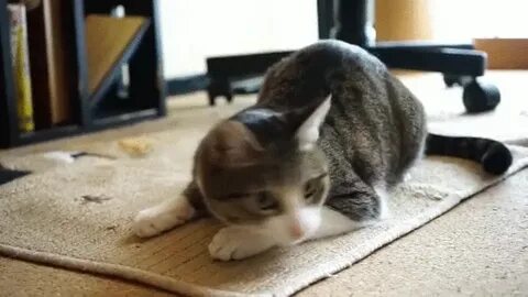 Cat wiggle GIF - Find on GIFER