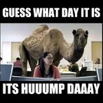 Happy Hump day everyone! #Wednesday #humpday #camel #middl. 