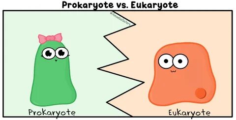 Prokaryote vs. Eukaryote GIF by The Amoeba Sisters. Biology 