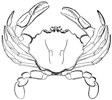 Crab clipart line drawing - Pencil and in color crab clipart