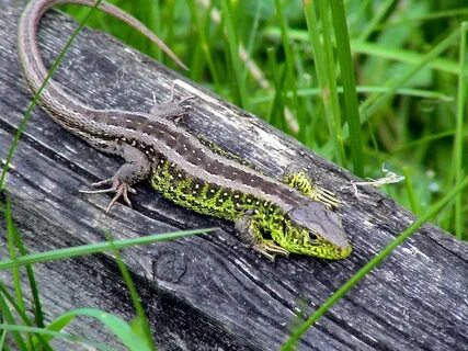 Pin by LADA HRDLICKA on Animals Sand lizard, Lizard, Animal 