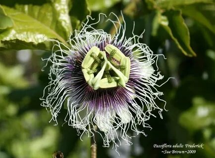 PlantFiles Pictures: Passiflora, Granadilla, Passion Flower,