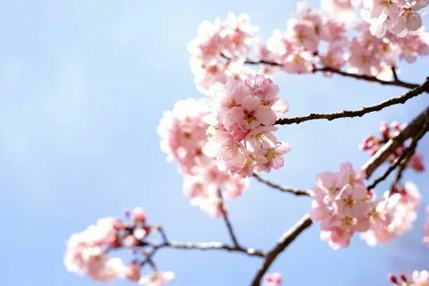 Pin by 🌸.meike on Cherry Blossom