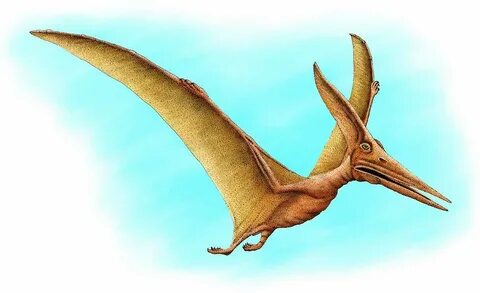 Pteranodon Photograph by Roger Hall Pixels