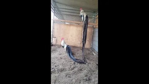 Silver duckwing Phoenix bantam rooster - YouTube