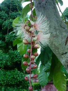 Barringtonia racemosa (Powderpuff Mangrove) Flowers, Plants,