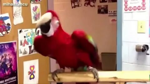 Funny Animals " Parrot Dance " - YouTube