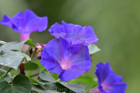 Morning glory flowers by Tom Meaker - digital downloads, fra