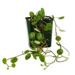 Peperomia Pepperspot org Vines Plants, Seeds & Bulbs