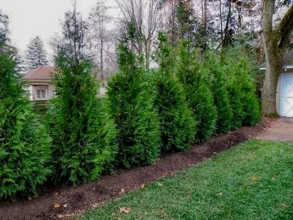 Green Giant Arborvitae Landscaping - Фото база