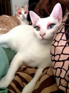 Pin by DANI TSUNAMI 🌊 on GlamourPuss ♔ Funny cats, Funny cat