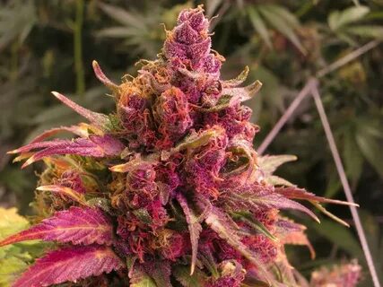 Purple, Red & Green Weed: A Guide To Your Bud Colors