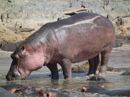 File:Hippopotamus amphibius in Tanzania 2830 Nevit.jpg - Wik